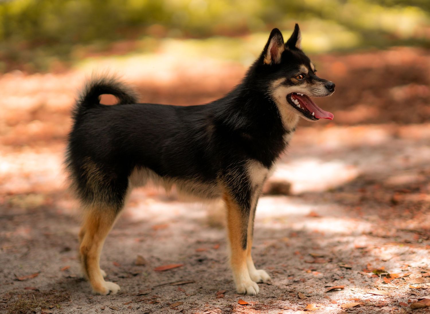 Black and tan Pomsky dog in profile stance on autumn forest trail.