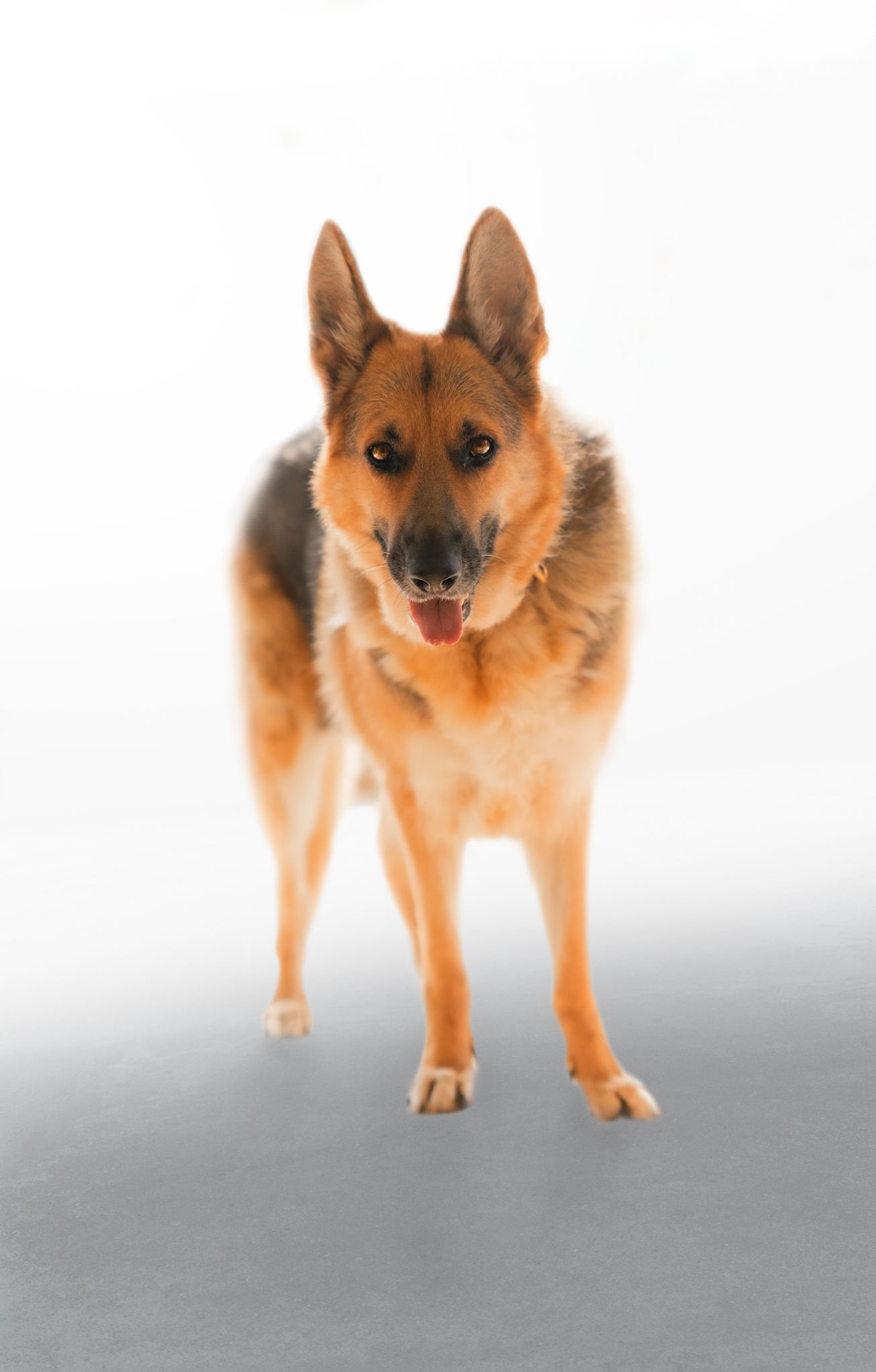 A German Shepherd dog standing alert on a white background.