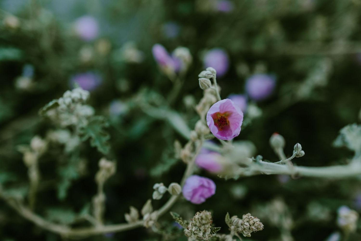 Close-up of delicate purple wildflowers blooming in a natural setting.