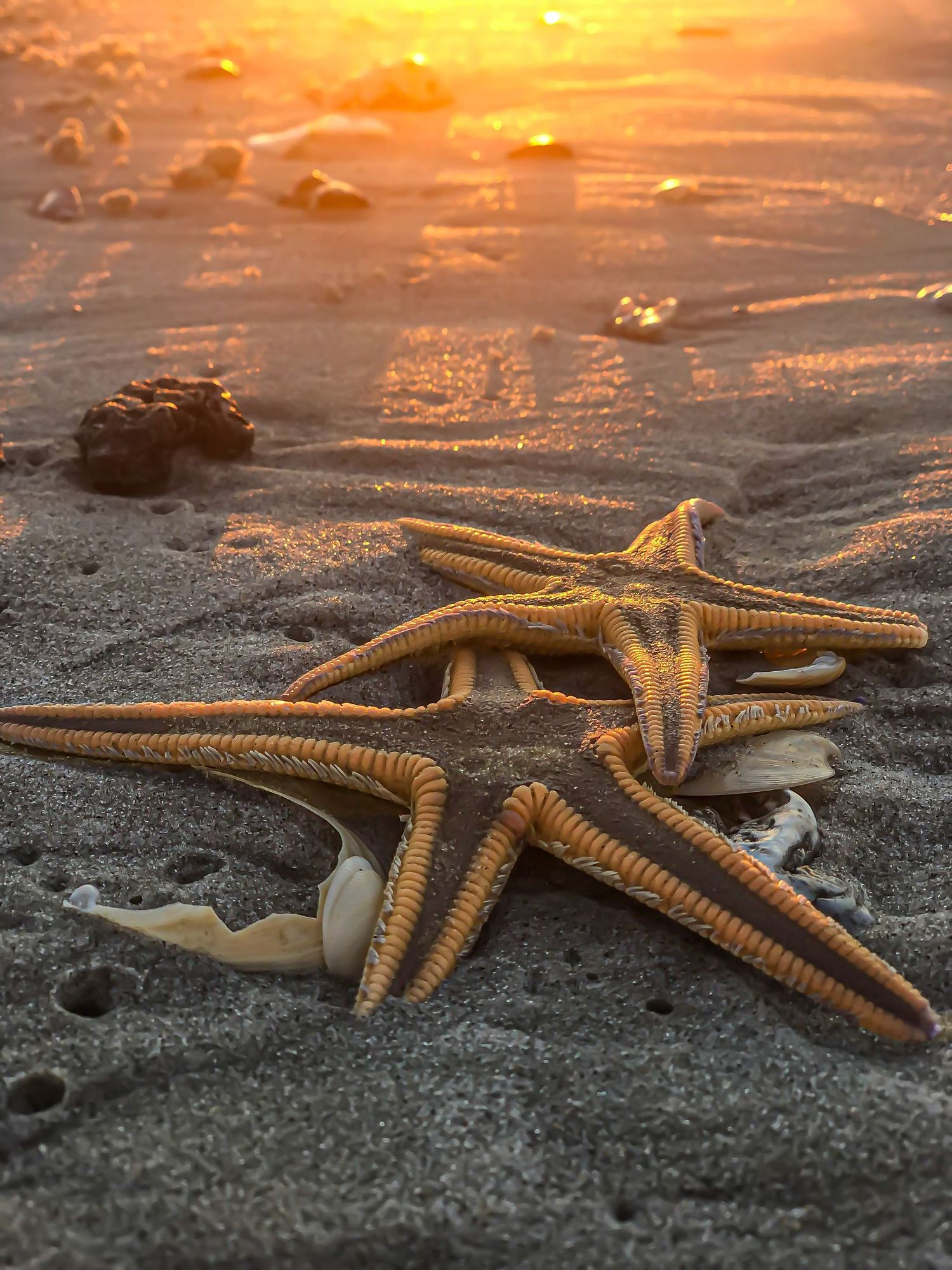 Starfish rests on sandy beach at sunset with golden light reflecting off wet sand.