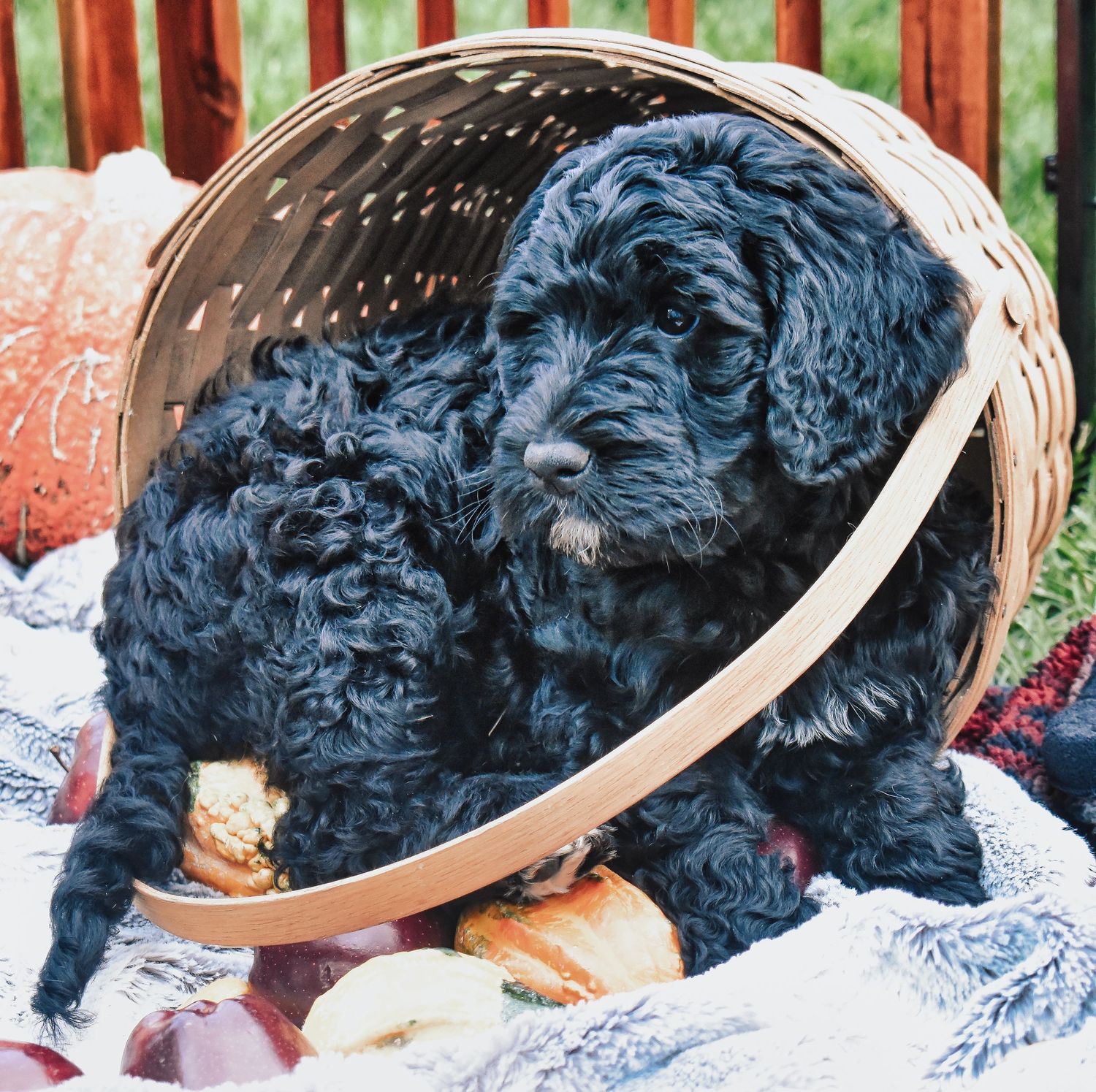 Two black fluffy puppies cuddling in a woven basket.
