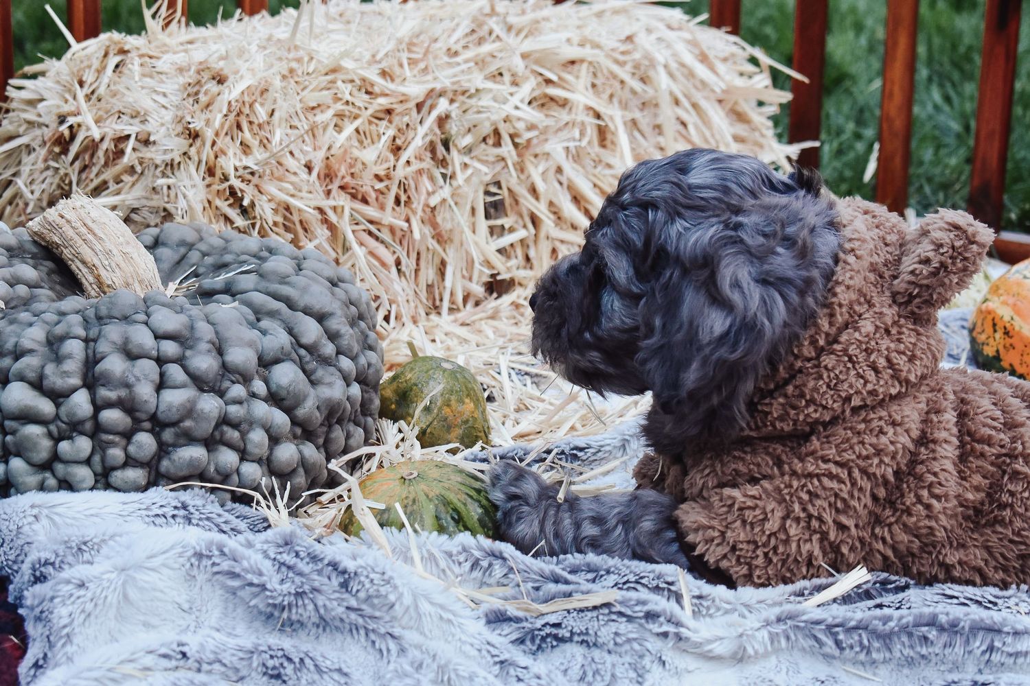 Black curly-haired dog resting on blankets next to hay bales and pumpkins.