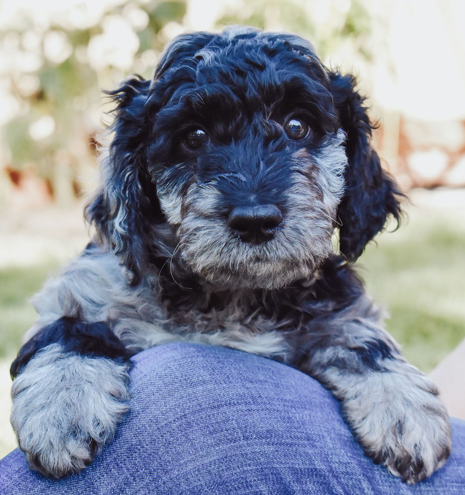 Close-up portrait of a black and white bernedoodle puppy looking at camera.