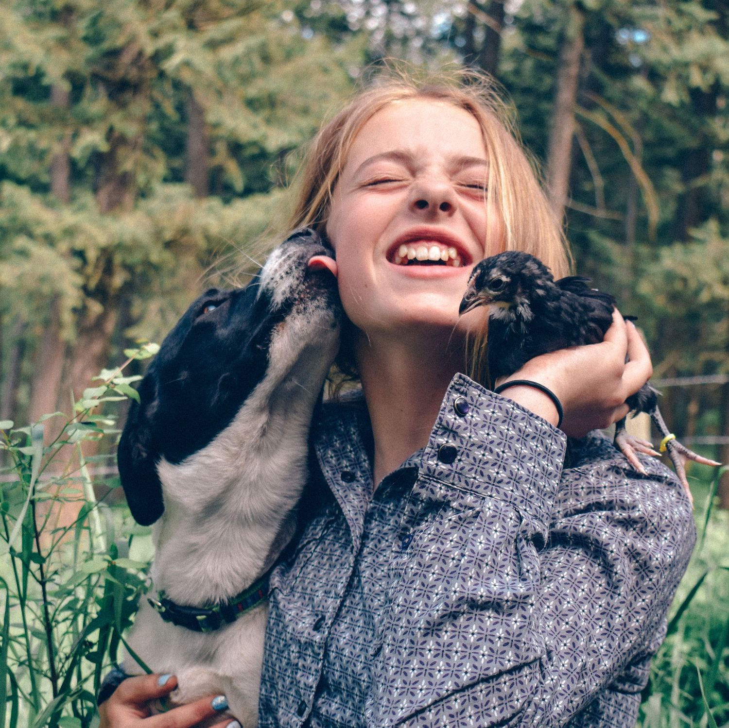 Two black puppies giving kisses against a background of evergreen trees.