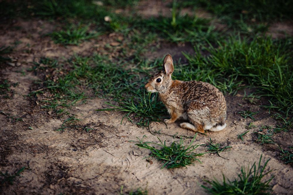A wild rabbit sits in grass and dirt, looking alert with perked ears.