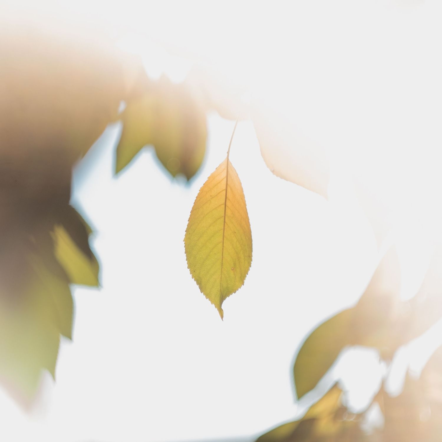 helios 44-2 58mm with fuji XT3 Xt4