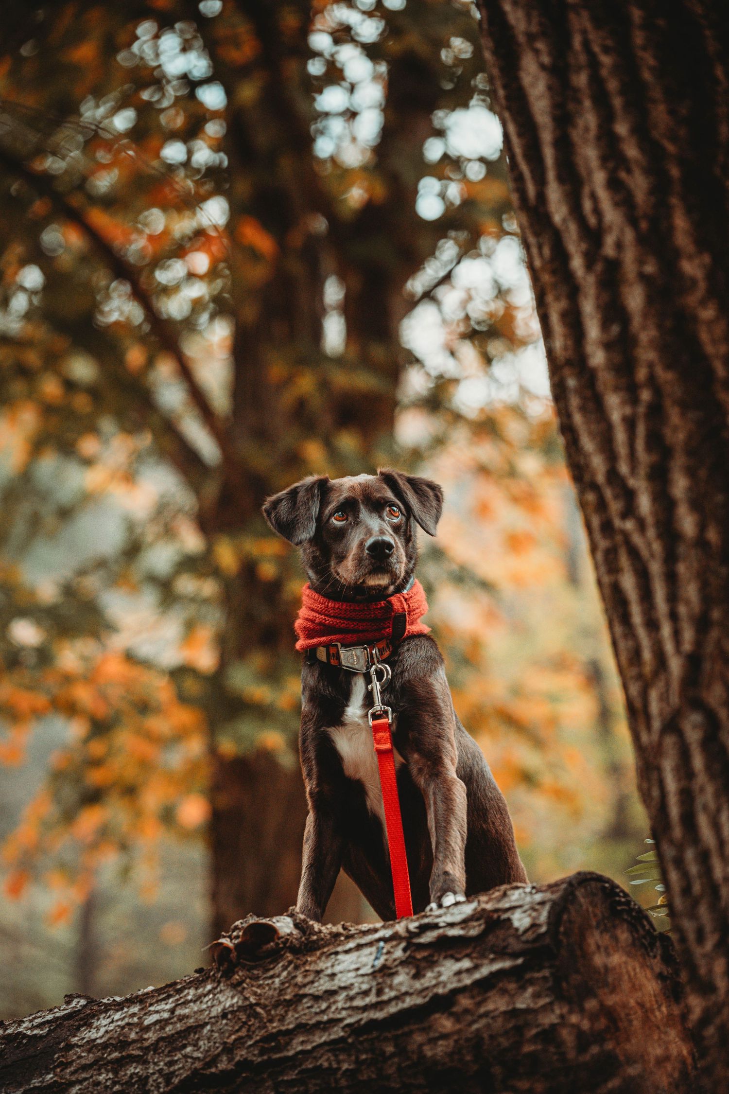 Brown dog wearing red bandana poses on fallen tree trunk in autumn forest.