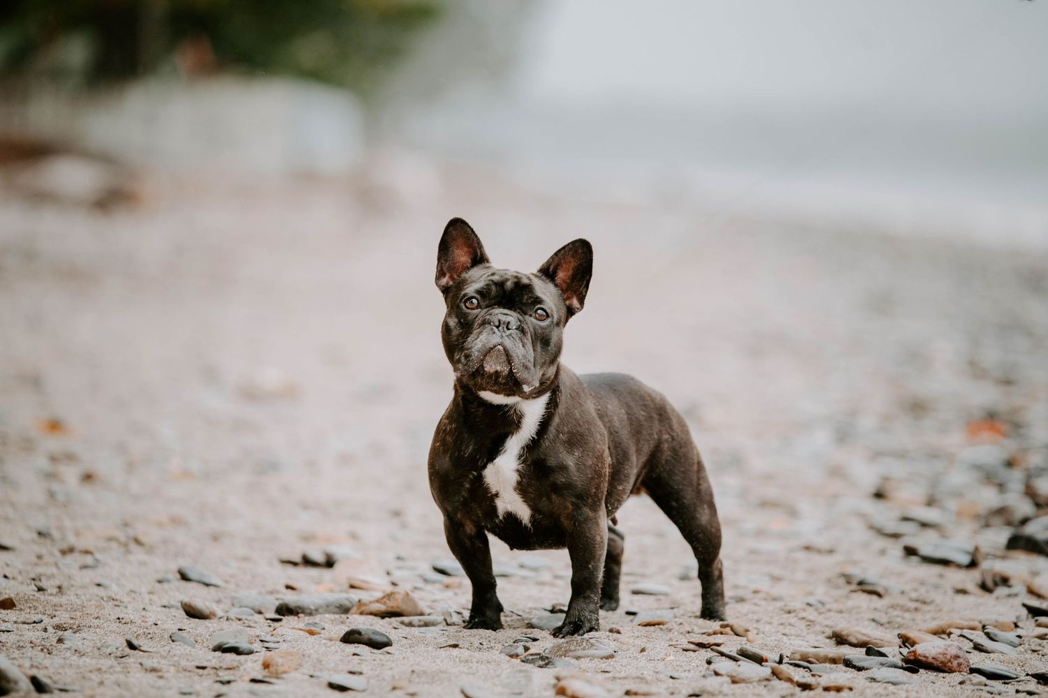 Small French Bulldog puppy walking on leaf-covered ground.