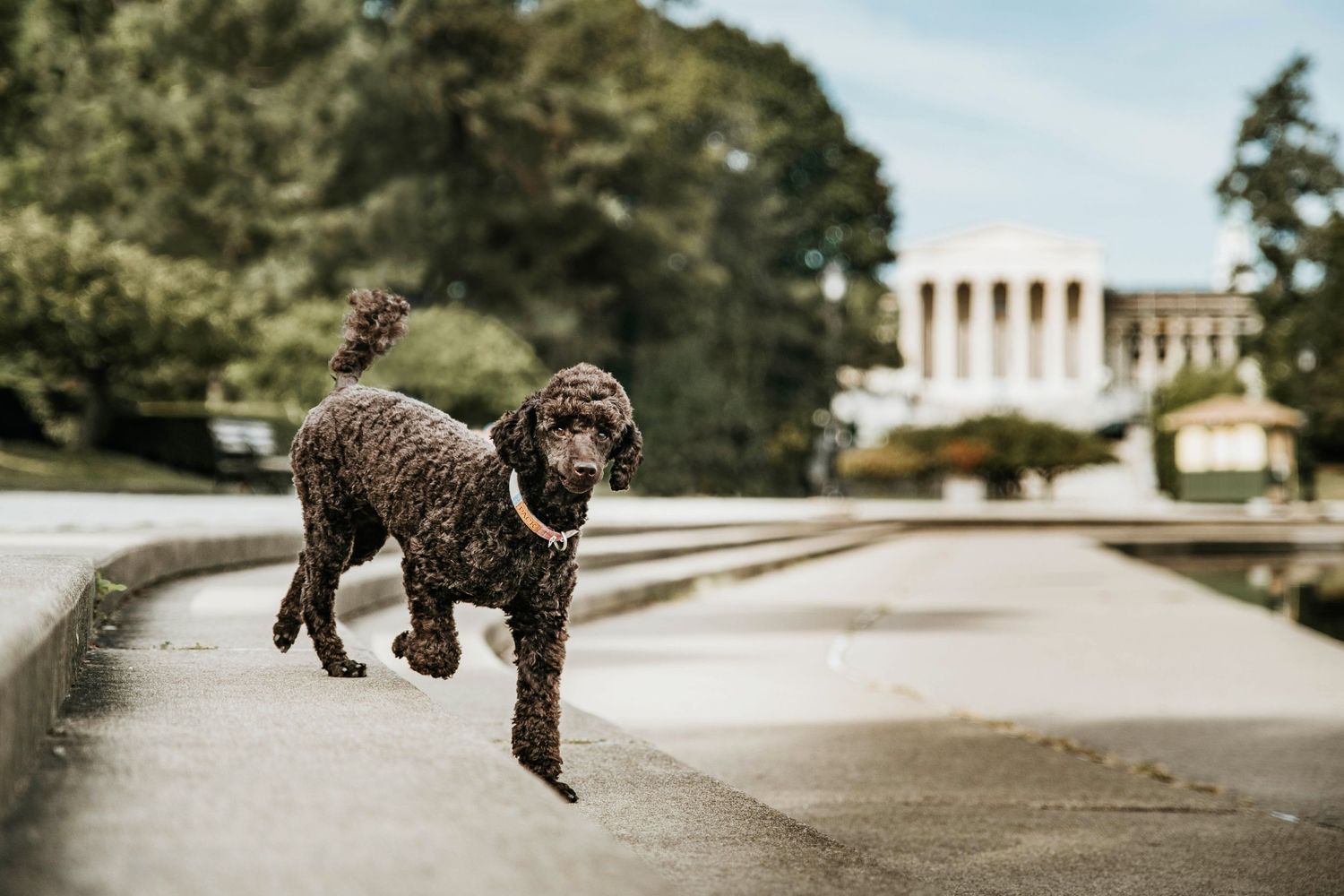 Dog jumping and playing on concrete path with classical architecture in background.