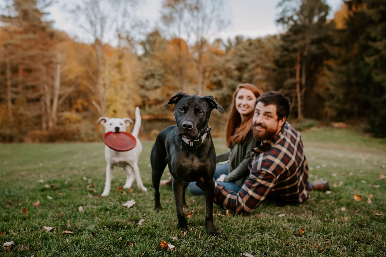Dogs playing together in a grassy field during autumn season.
