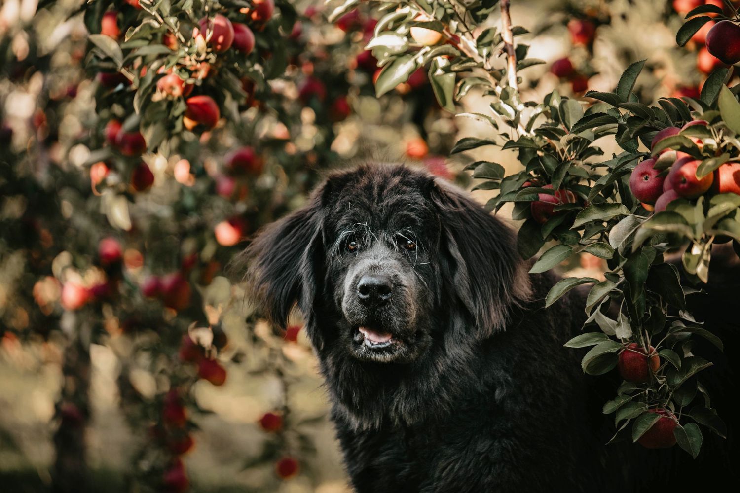 Black dog peeking through red apple trees in an orchard.
