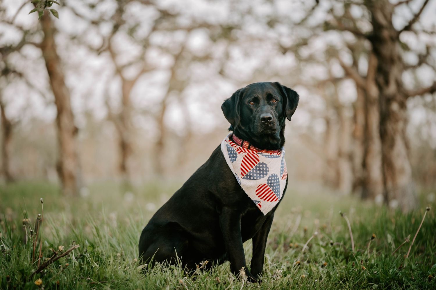 Black Labrador dog sitting in autumn field wearing a patterned bandana.