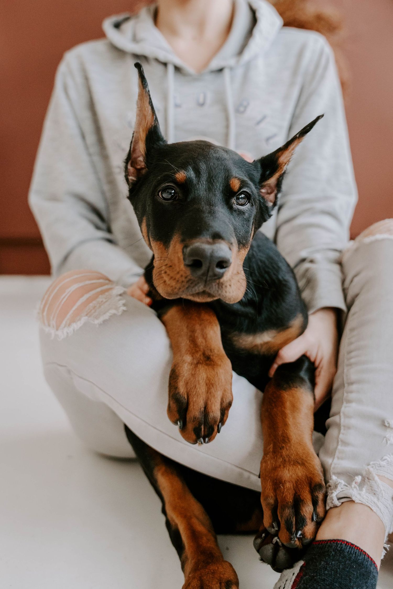 Miniature pinscher puppy relaxing on someone's lap in casual indoor setting.