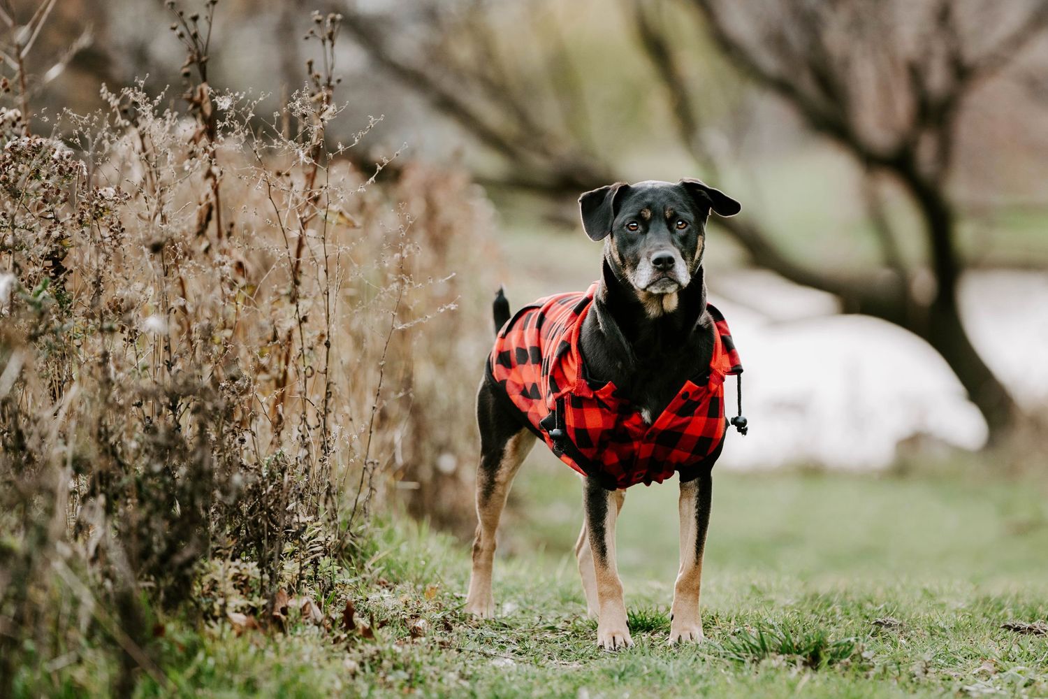 Small dog wearing red plaid coat running through dried grass in winter landscape.