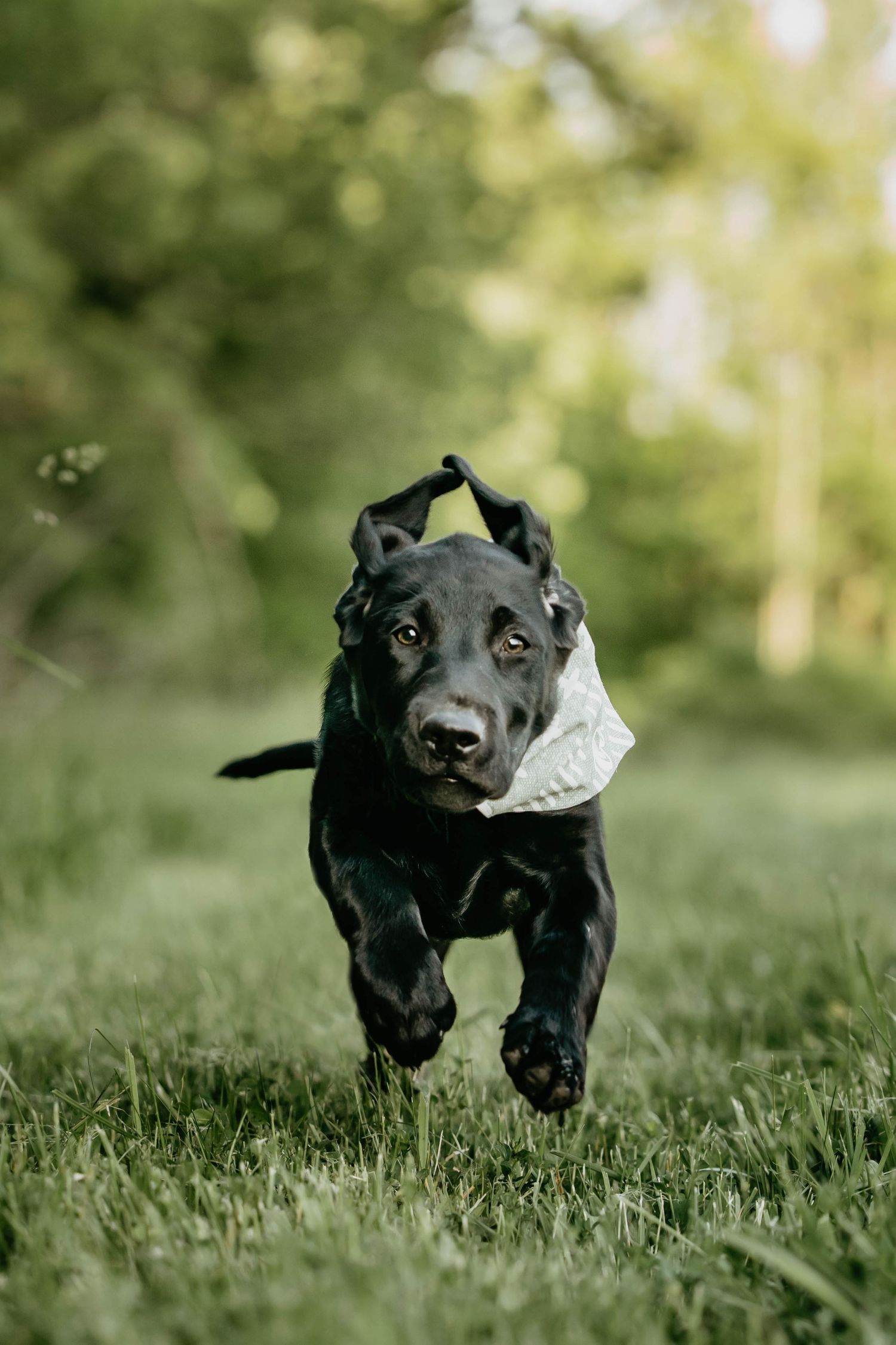 Black Labrador puppy running playfully through green grass wearing a bandana.
