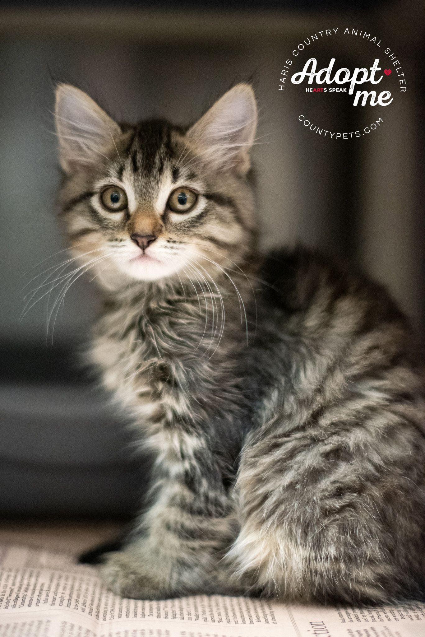 Close up of a fluffy tabby kitten with striking green eyes looking at camera.