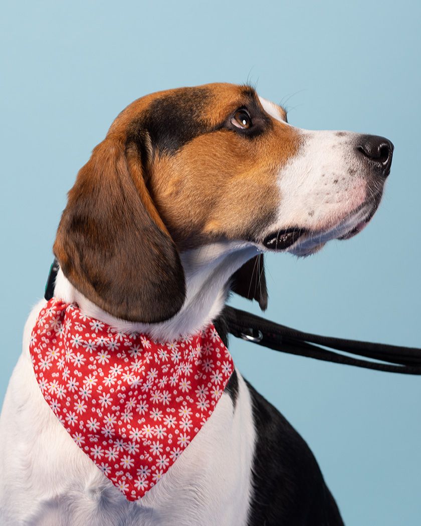 Beagle in studio by dog Photographer  Lucy Reeve