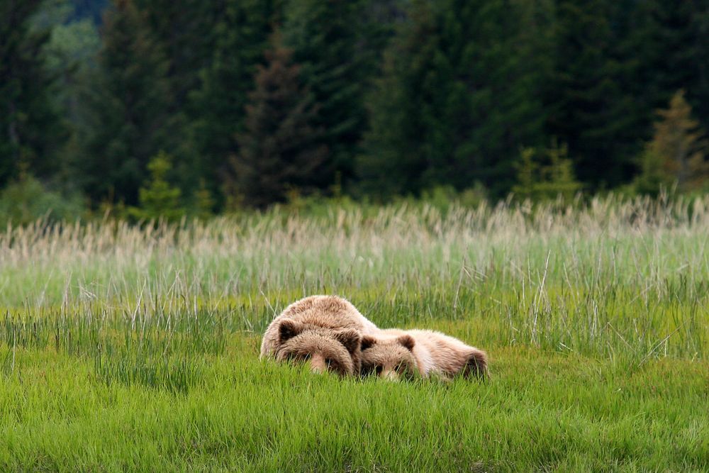 Photo of bear and cub sleeping