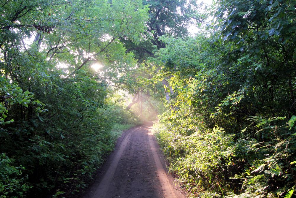 Photo of jungle track