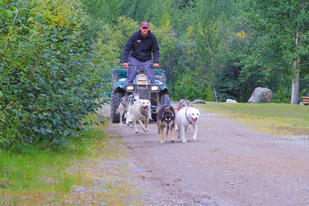 Man running a dog sled team