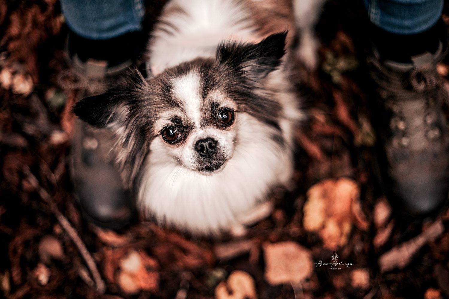 Portrait of a fluffy Pomeranian dog with bright eyes gazing up at the camera among autumn foliage.