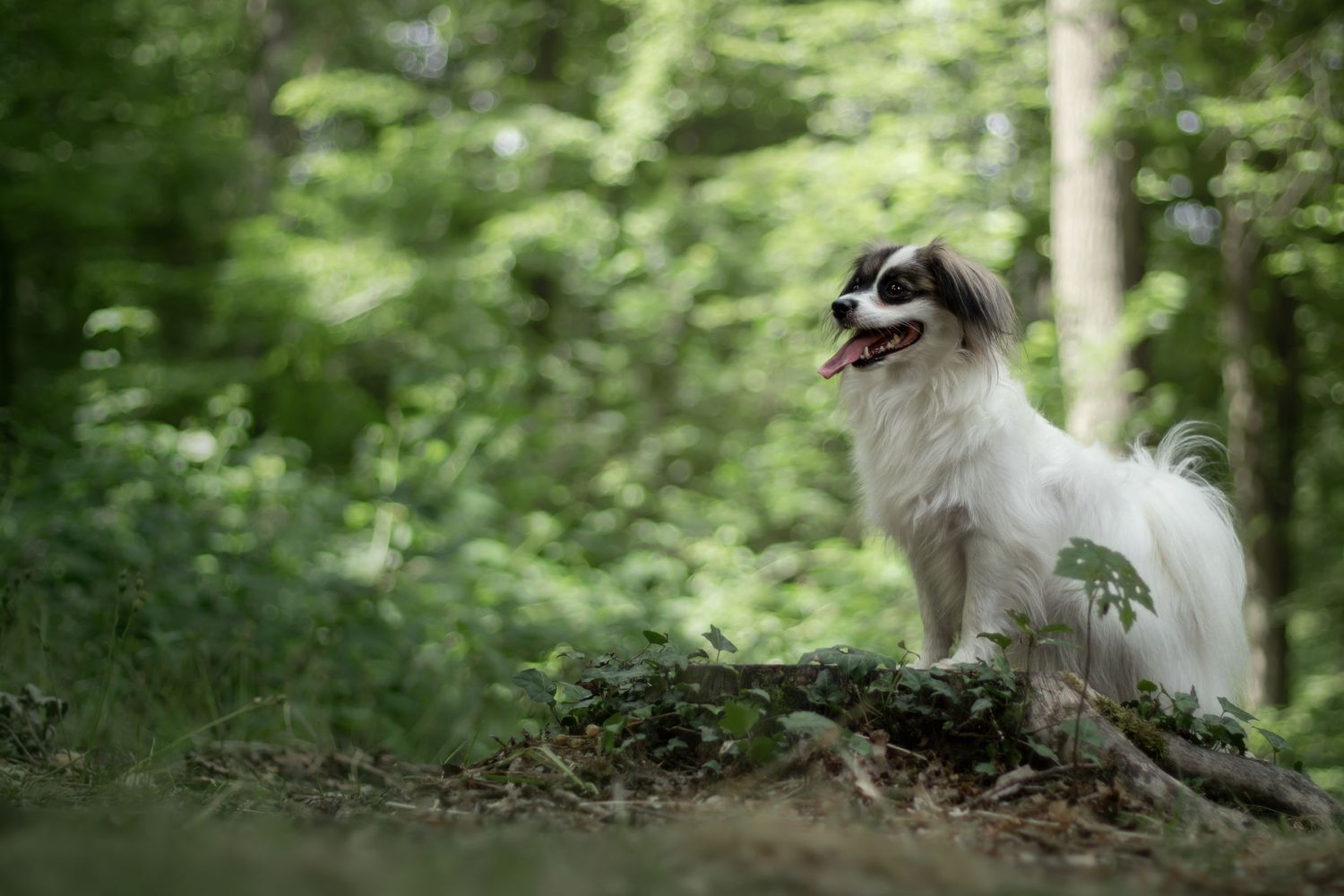 Long-haired white dog sitting alertly on a fallen log in a lush green forest setting.