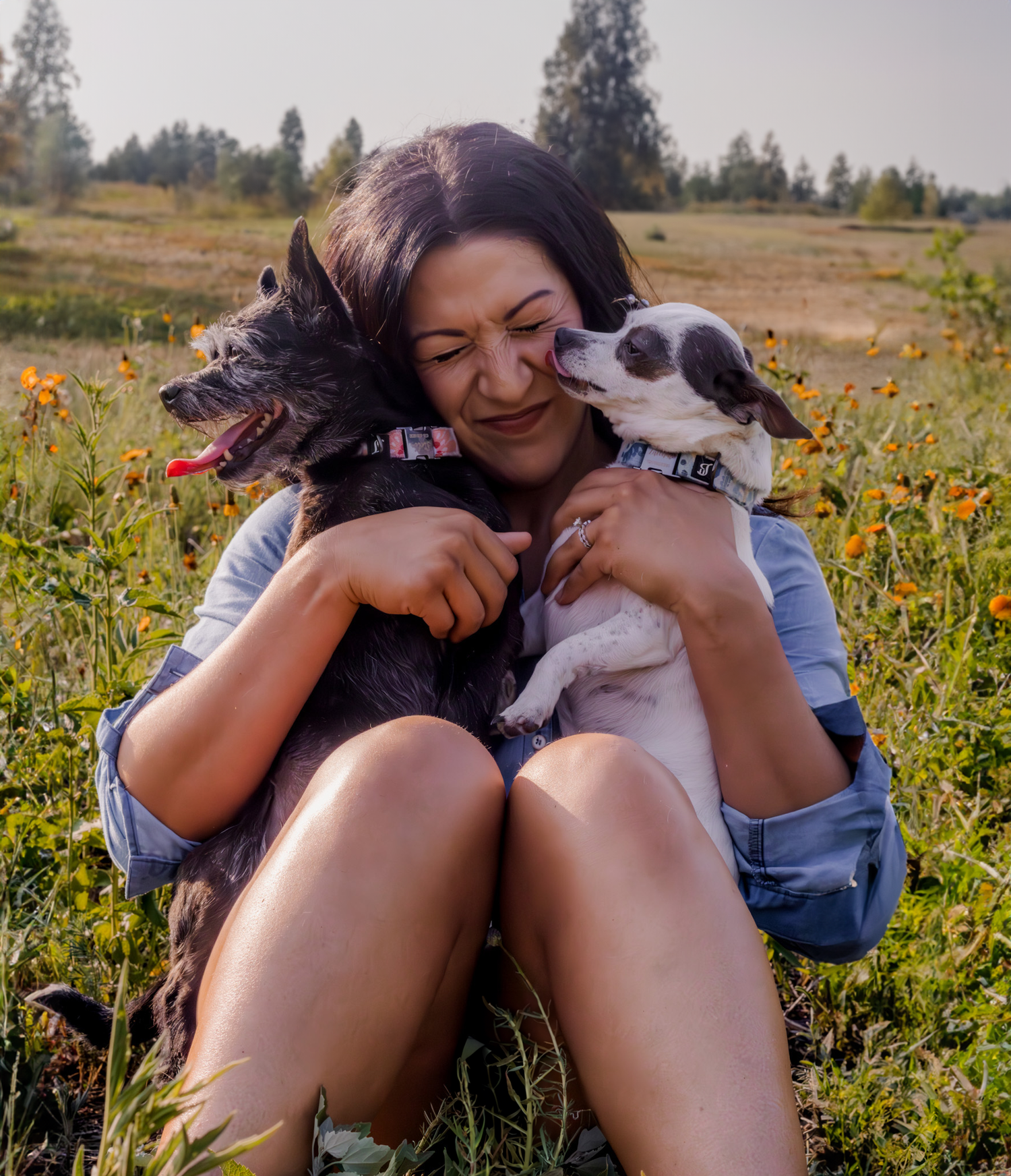 Person snuggling with two happy dogs in a wildflower meadow on a sunny day.
