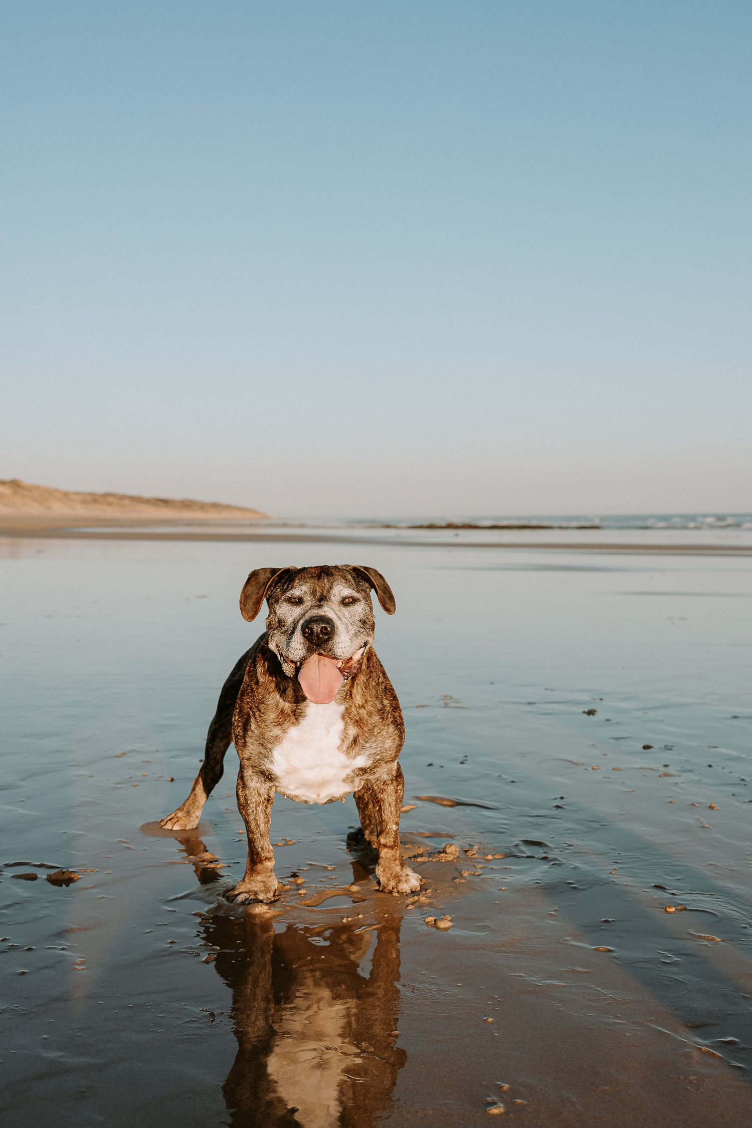 Brown and white pitbull standing in shallow ocean water at beach.