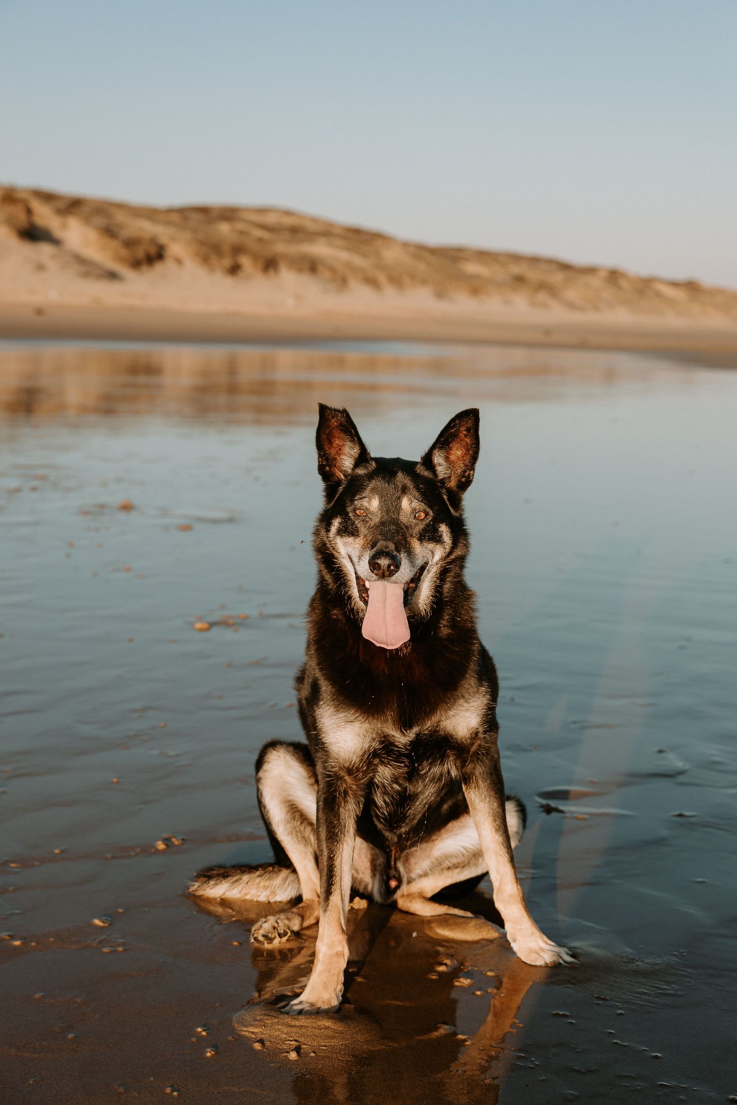 German Shepherd dog sitting on wet sand at beach with sand dunes in background.