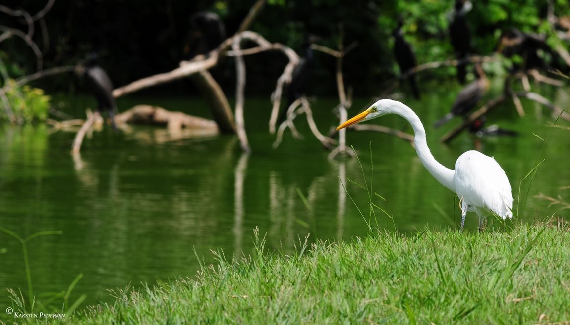 Great White Egret (Ardea alba) also known as common egret, large egret or great white heron.