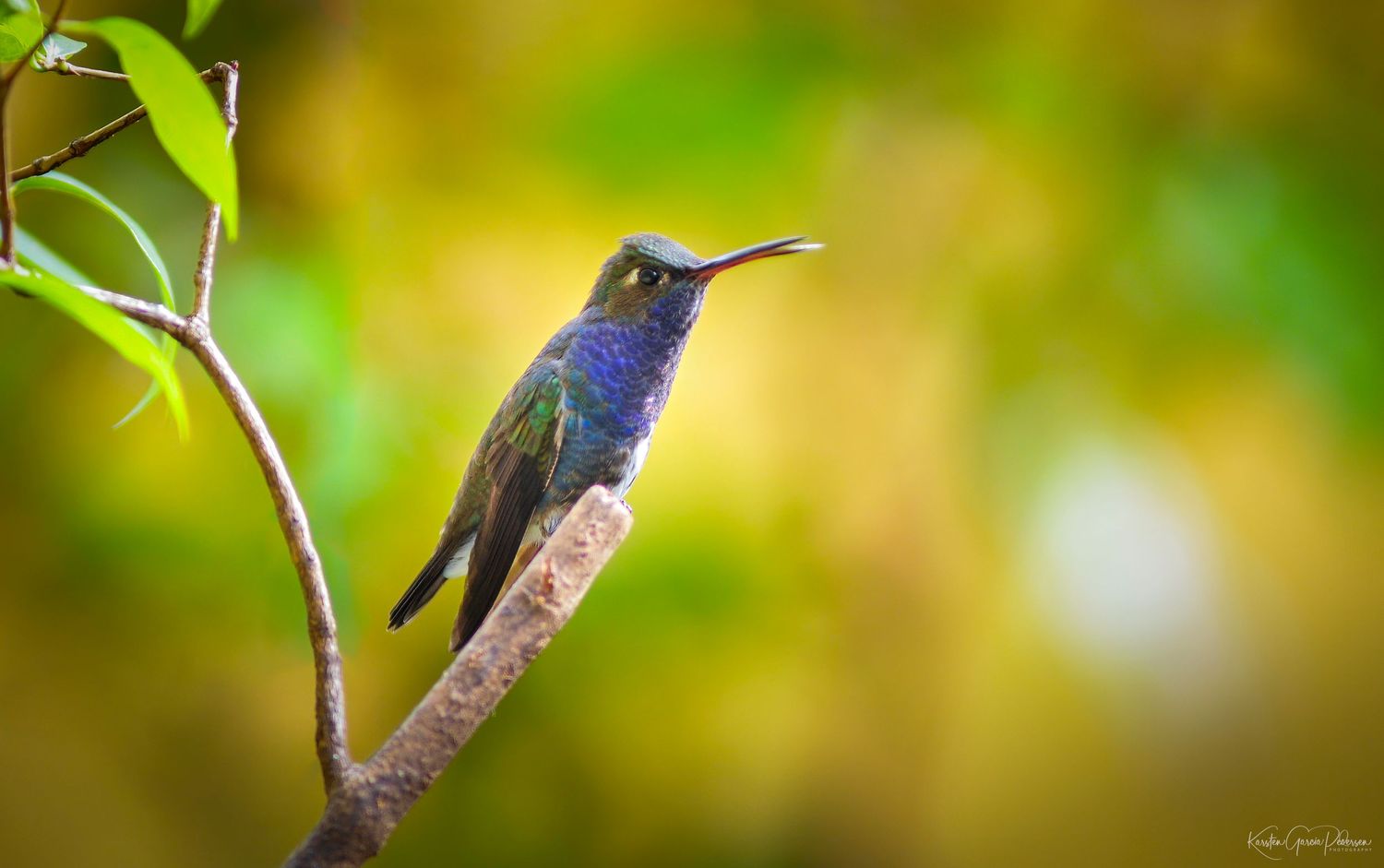 The swallow-tailed hummingbird A hummingbird perched on a thin branch against a blurred green and yellow bokeh background.