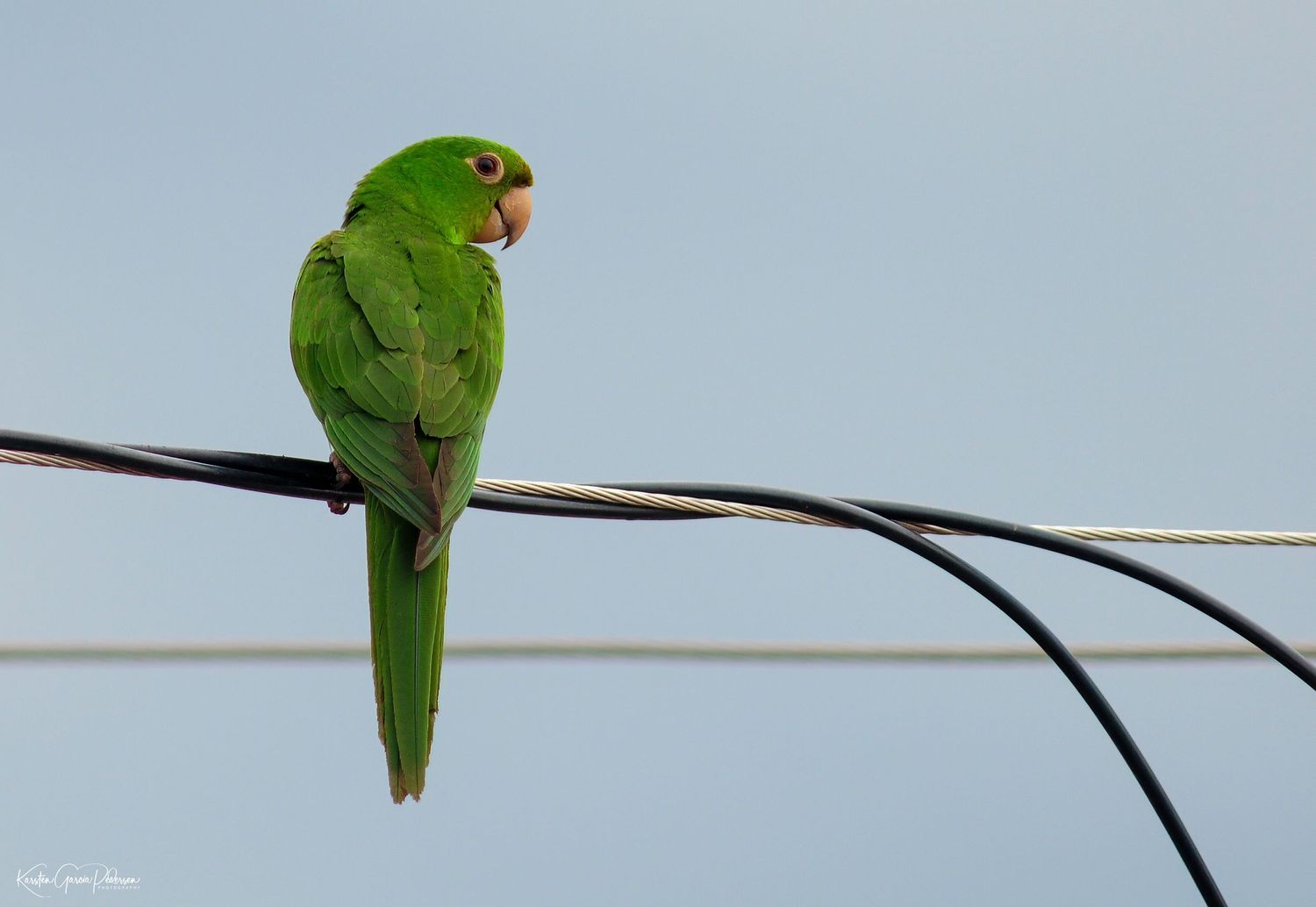 The white-eyed parakeet (Psittacara leucophthalmus) is a small green Neotropical parrot native to South America.