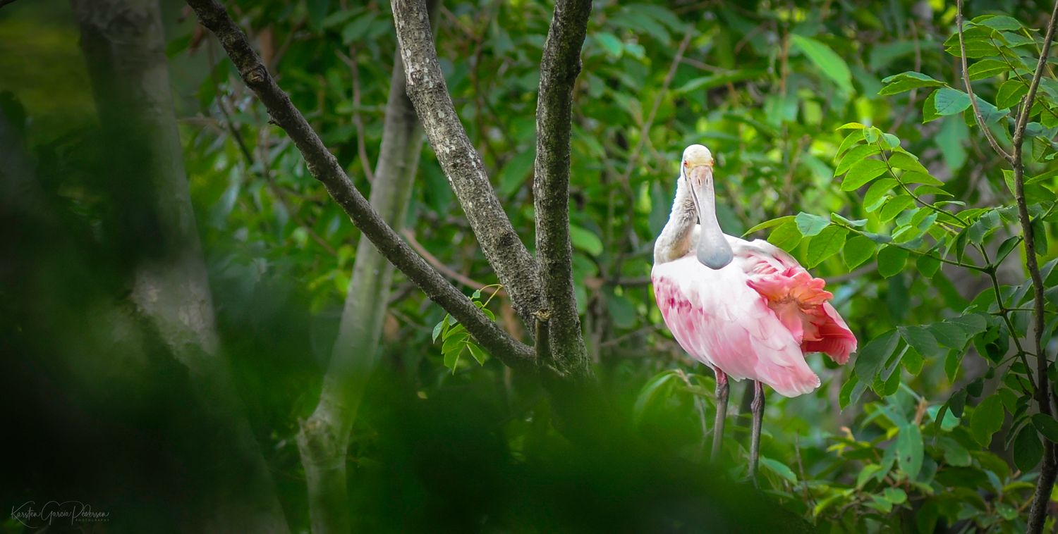 The roseate spoonbill (Platalea ajaja) The species occurs in South America mostly east of the Andes up to Florida