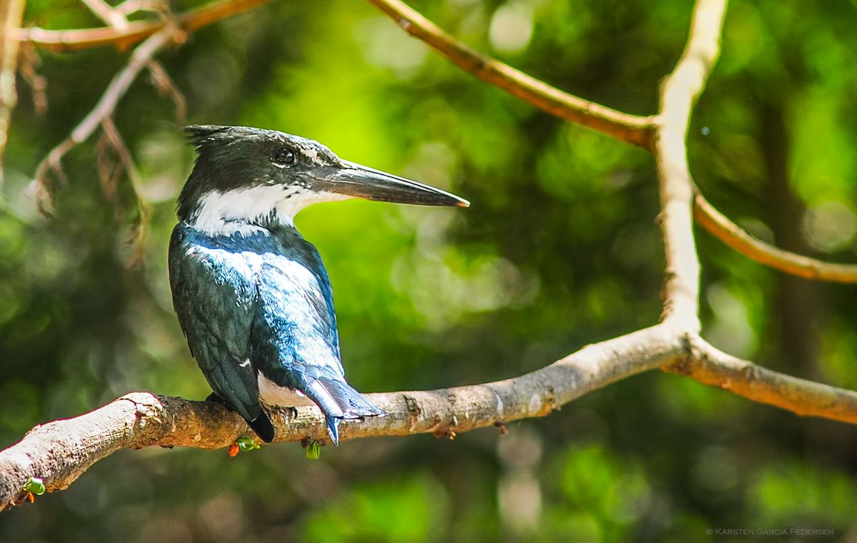 The Amazon kingfisher (Chloroceryle amazona)  is a resident breeding kingfisher in the lowlands of the American tropics