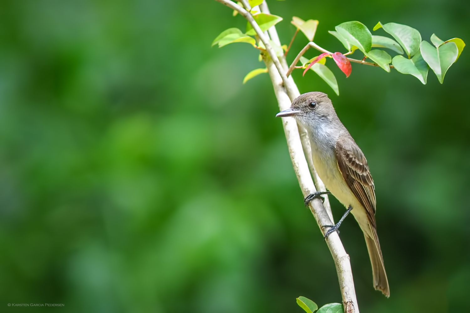 The large elaenia (Elaenia spectabilis) It is found in South America from western Amazonia to eastern Brazil.