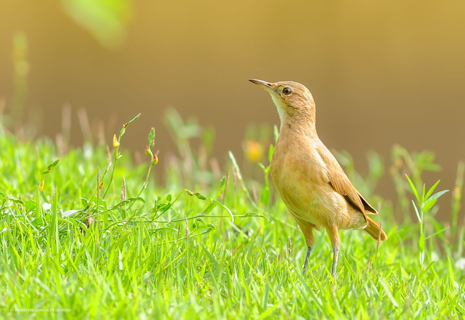 The rufous hornero (Furnarius rufus) is a ovenbird in the family Furnariidae. It occurs in eastern South America