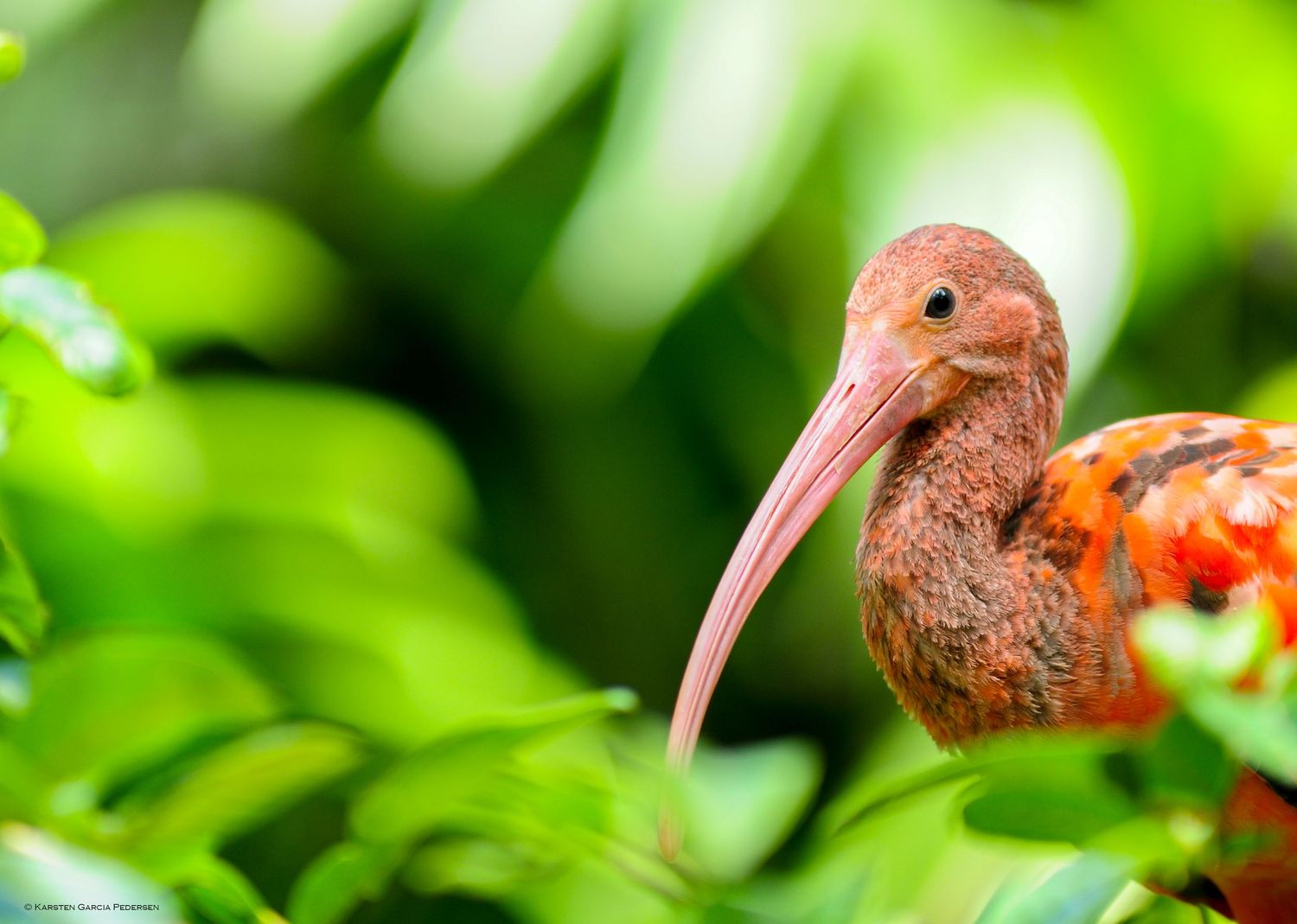 The scarlet ibis (Eudocimus ruber) It inhabits tropical South America and part of the Caribbean.