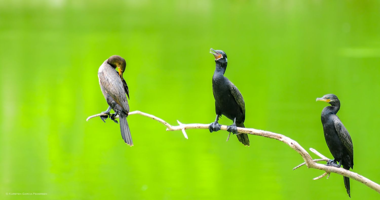 Neotropic Cormorant (Phalacorcorax brasilianus) lives Mexico and Central America to southern South America,