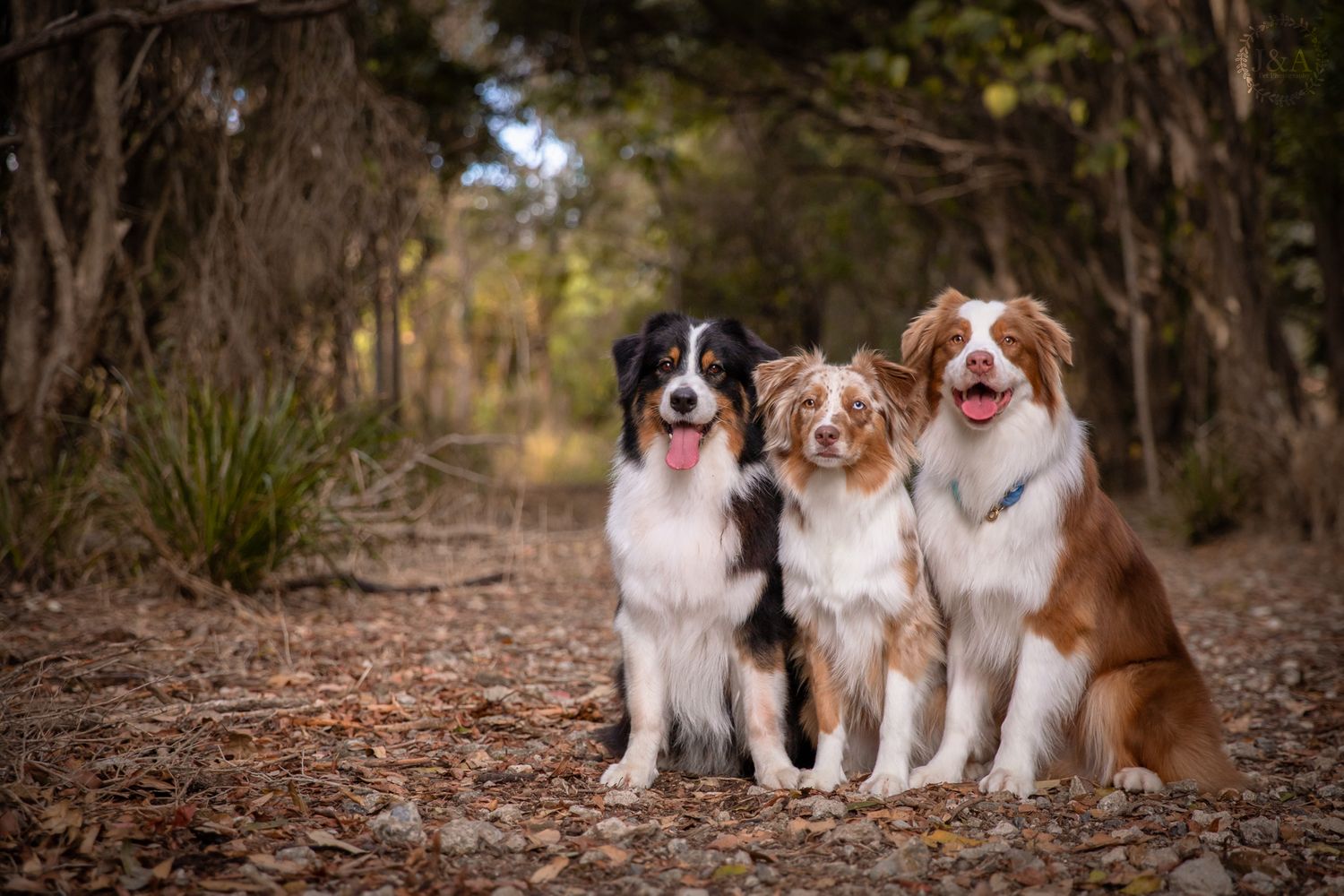 Three differently coloured Australian Shepherds sit facing towards the camera