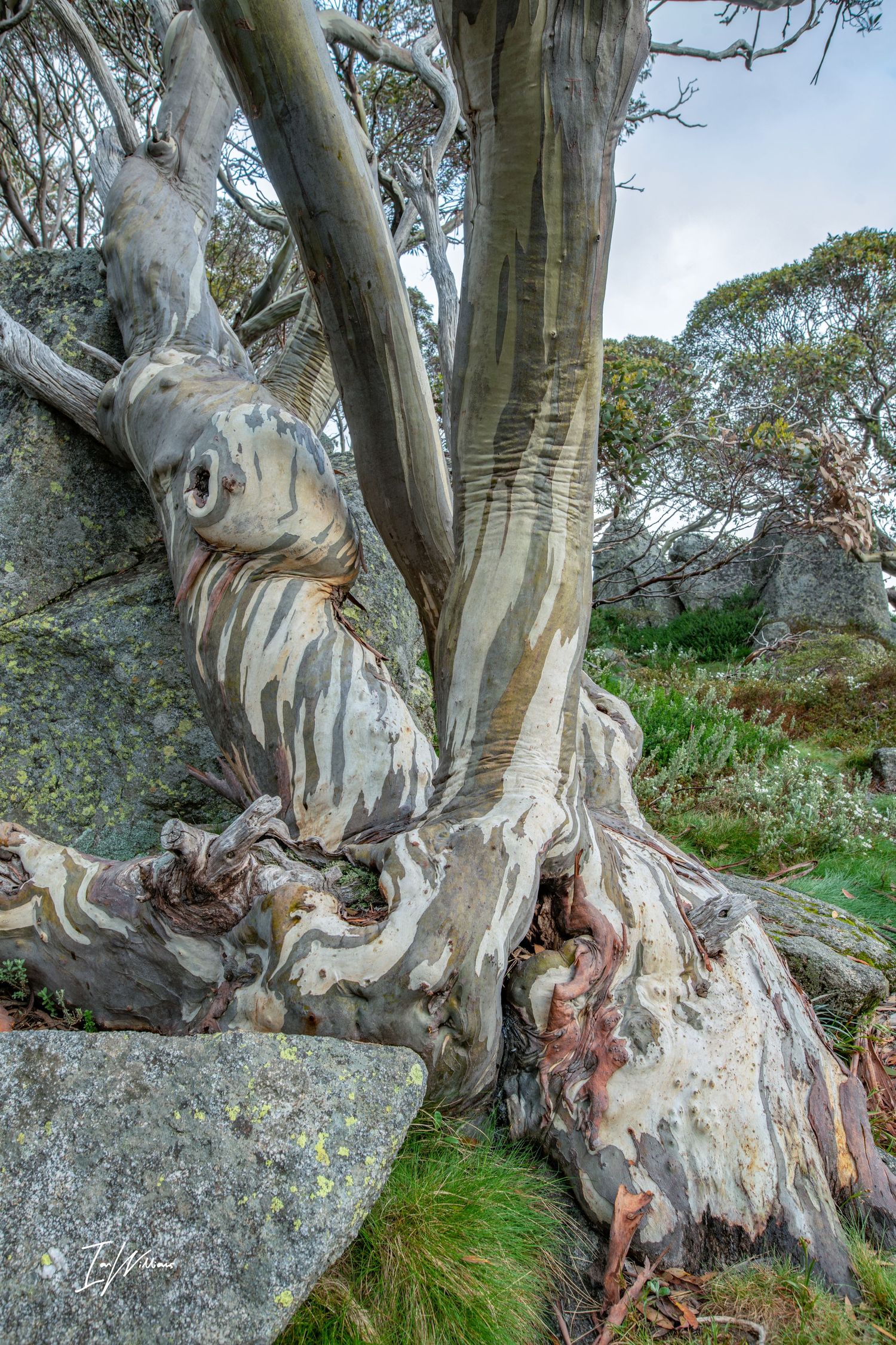 Snow gum