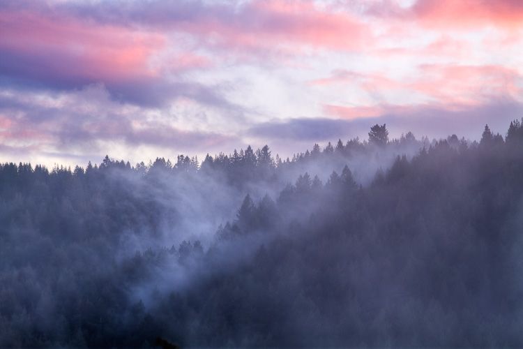 Fog in Redwoods at Sunset, Henry Cowell State Park, Felton, California