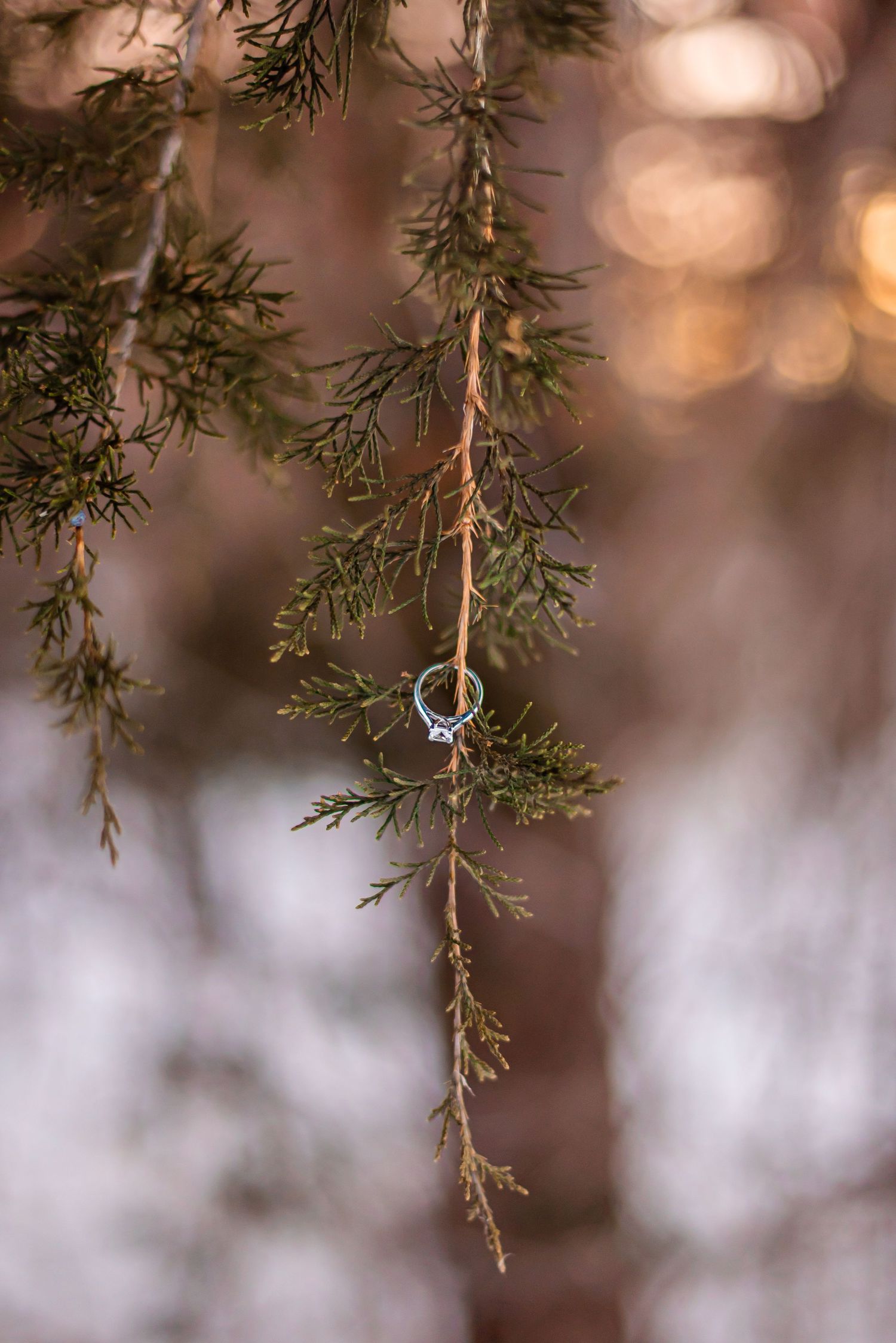 A diamond ring hangs delicately from an evergreen branch with soft bokeh lighting in the background.