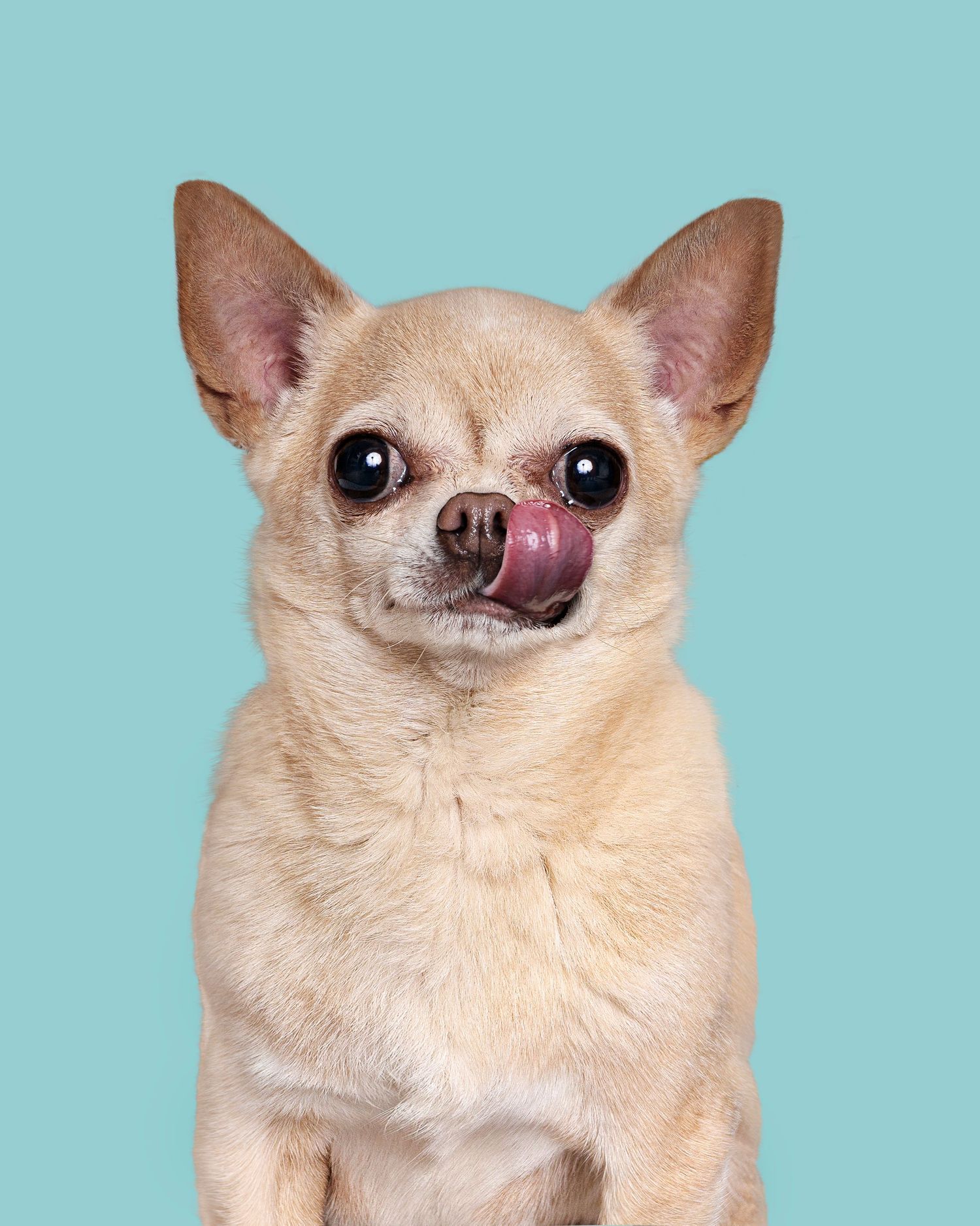 Pet Photography in Waterford, Ireland