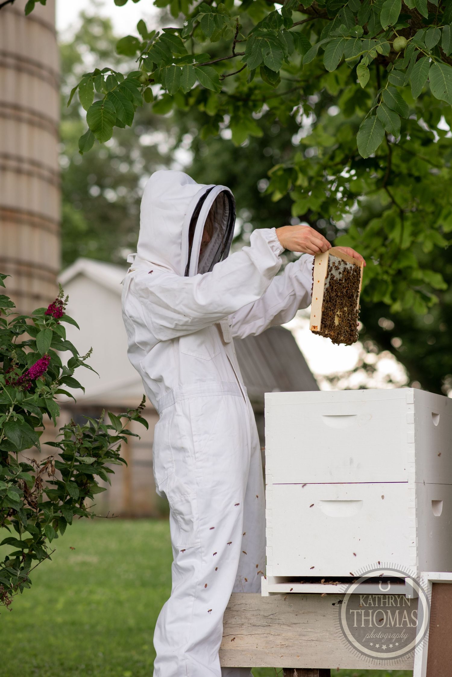 Beekeeper examines honeycomb frame from white hive boxes in garden setting.