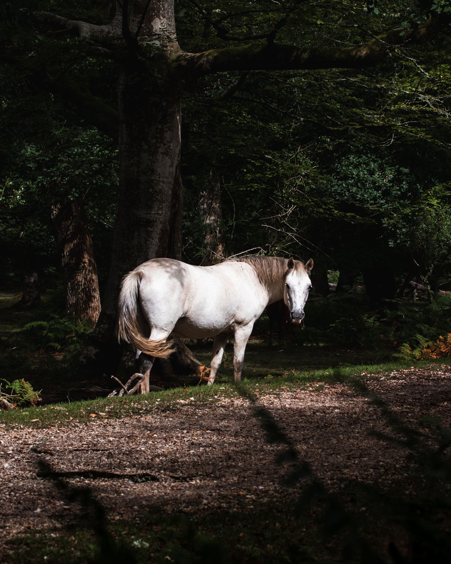new forest horse