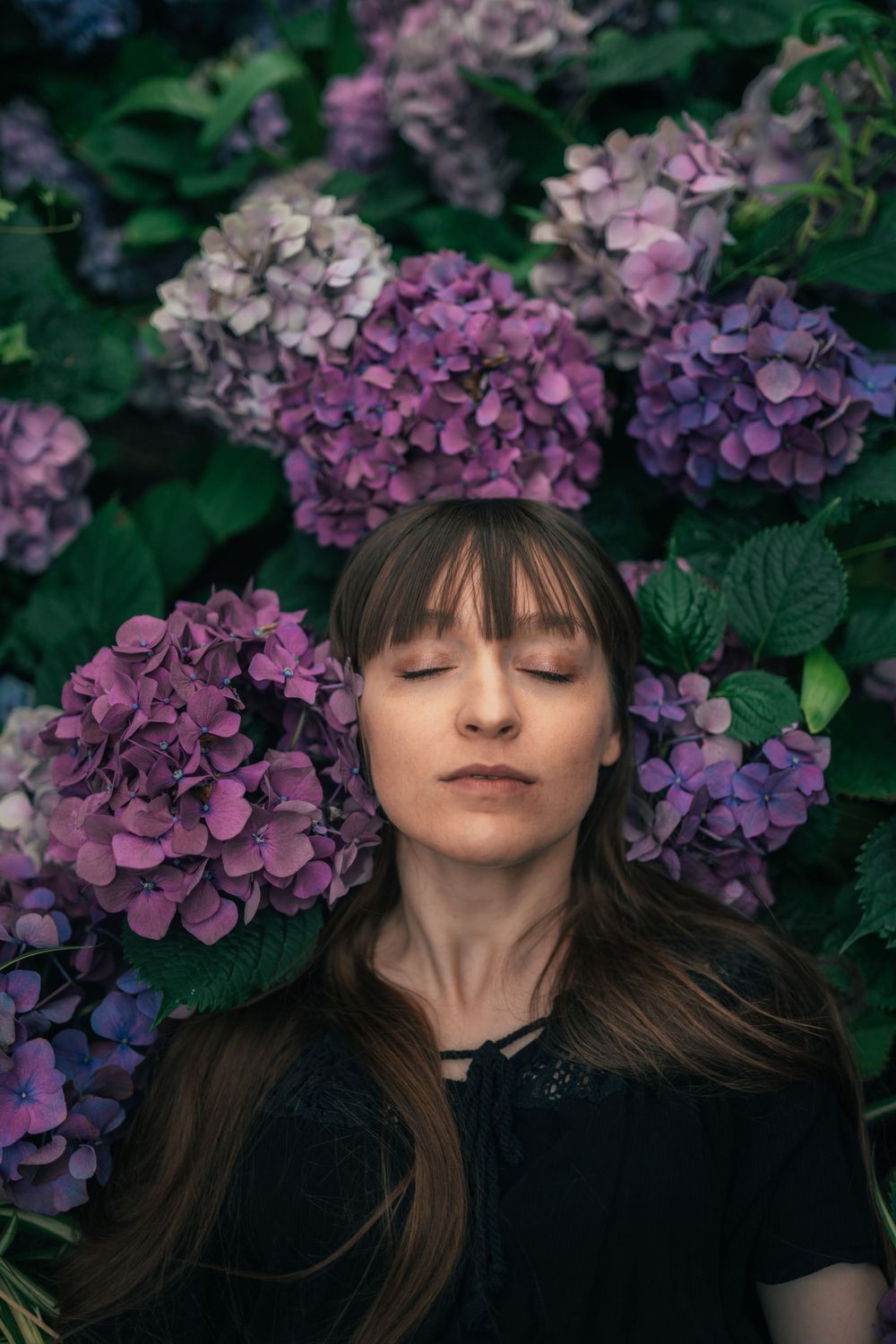 A serene garden portrait featuring blooming purple and pink hydrangea flowers against dark green foliage.