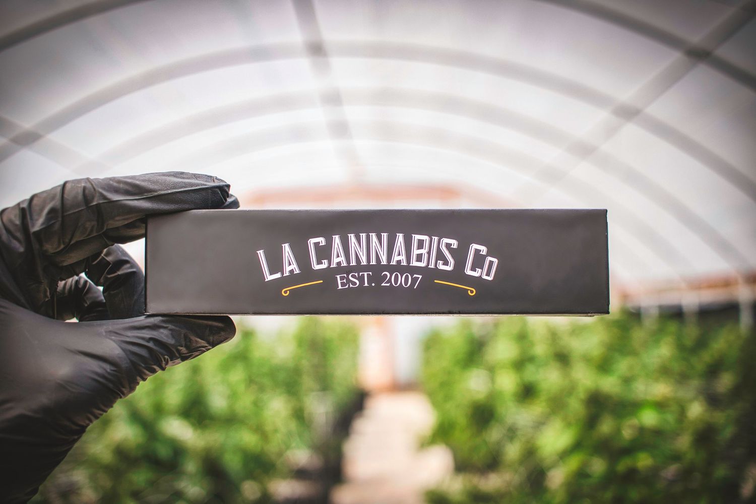 Gloved hand holding LA Cannabis Co established 2007 branded box inside greenhouse grow facility.