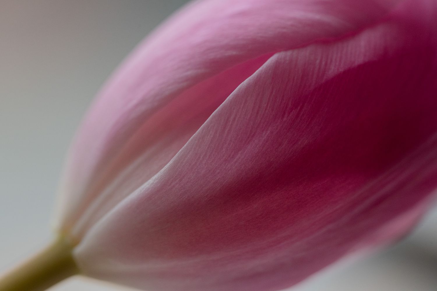 Detailed-artistic-flower-photo