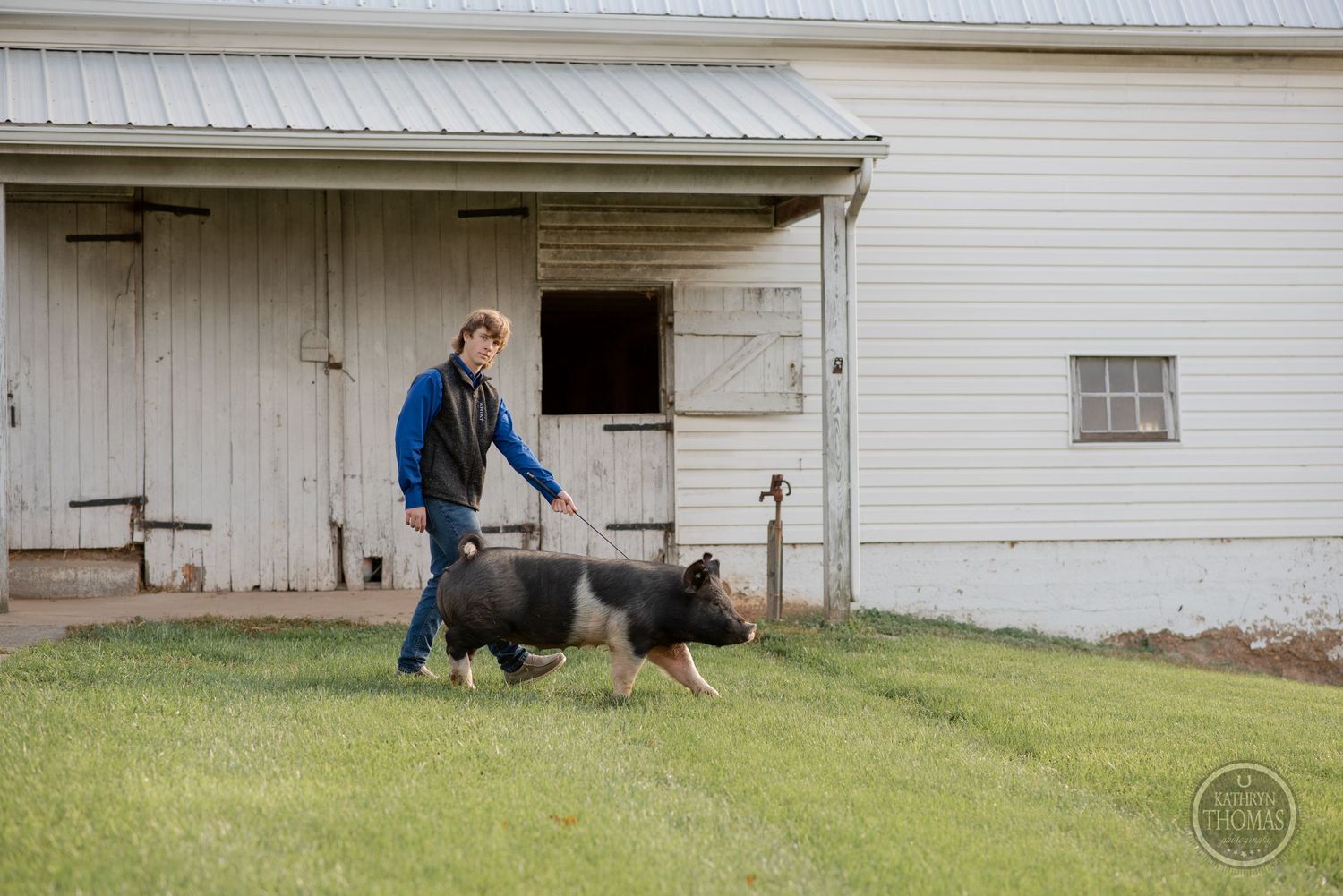 A spotted pig walks alongside a person in blue near a white farm building.