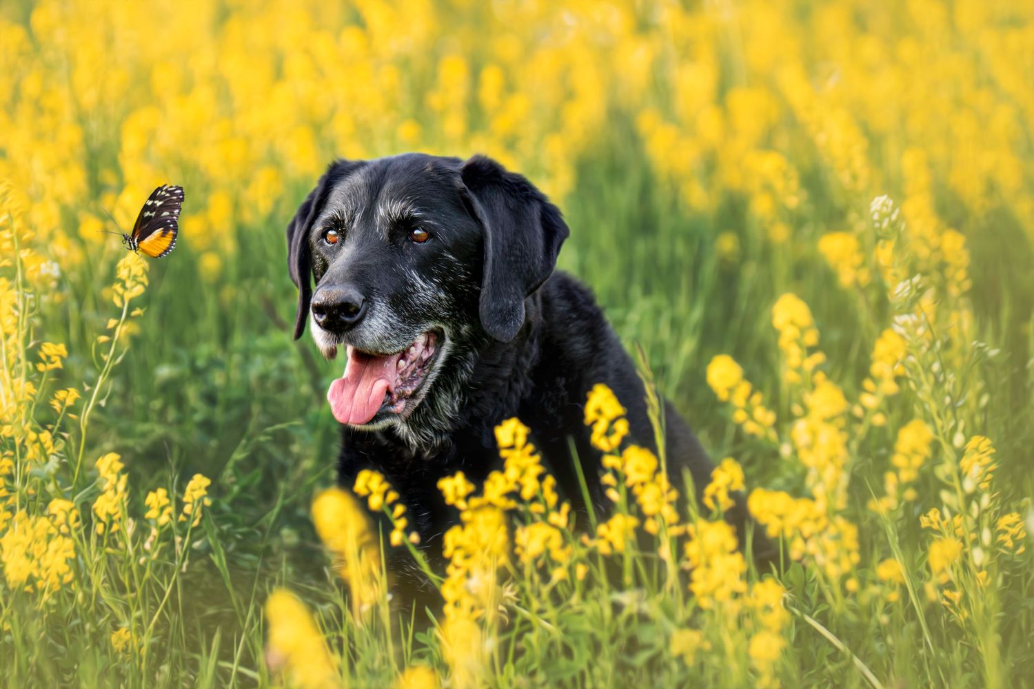Senior Pet Portrait